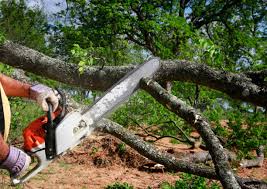 Best Tree Preservation Services  in Eagle Lake, FL