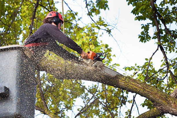 Best Fruit Tree Pruning  in Eagle Lake, FL